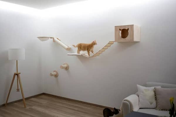 Kattenklimwand Wall Anden